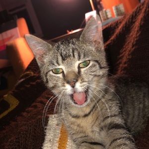 Meet your Posher, Rachel